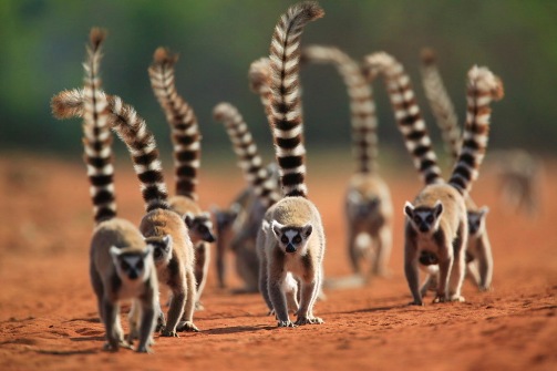 Madagascar 2025 - Viaggio premio Primapaint